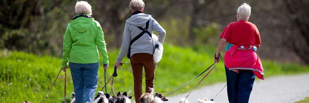 Three senior dog walkers walk small dogs in a park.